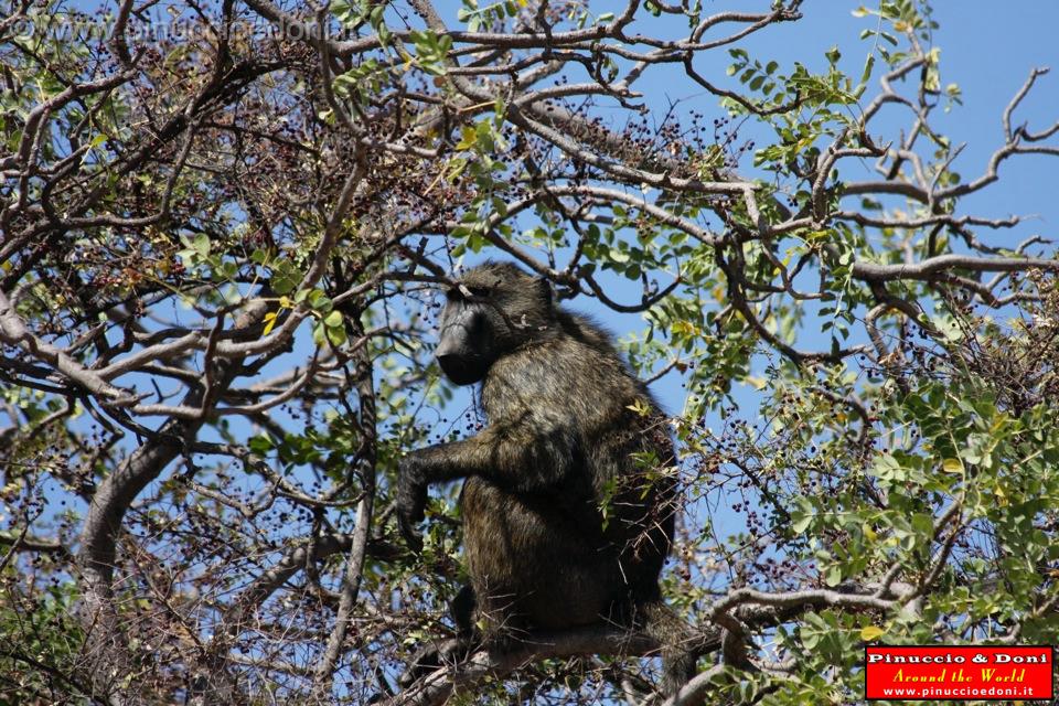 Ethiopia - Netch Sar Park - 92 - Babbuino.jpg